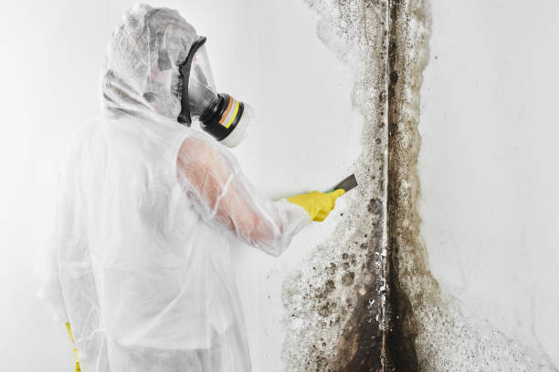 Best Specialized Mold Remediation in East Uniontown, PA